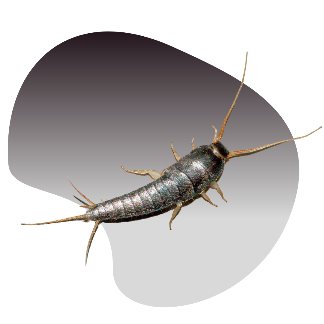 Fortified Pest Management I Las Vegas Exterminator